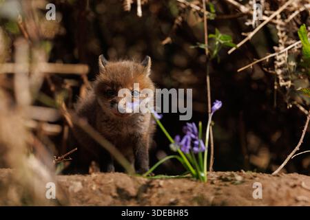 Fox cubs exploring the big new world Stock Photo