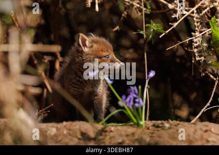 Fox cubs exploring the big new world Stock Photo