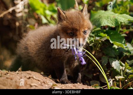 Fox cubs exploring the big new world Stock Photo