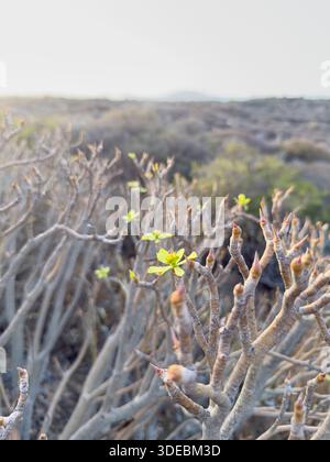 Dry branches with small green leaves in landscape.. Lanzarote, nature Stock Photo