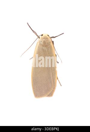 Dingy footman, Eilema griseola, a white background identification image, suitable for cut out work, photographed in a make-shift studio set up, Isles Stock Photo