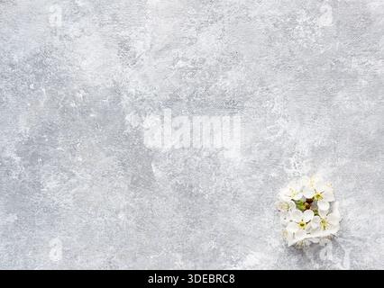 Cherry flowers on a gray concrete background. Springtime concept. Flat lay, copy space. Top view Stock Photo