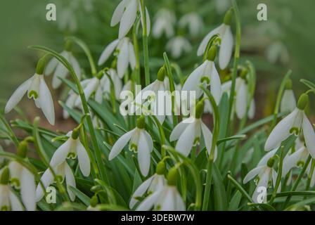 Snowdrop or common snowdrop (Galanthus nivalis) flowers. Close up of blooming snowdrop flowers in a garden. First spring flowers Stock Photo