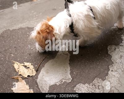 Jack Russell Terrier sniffing dry leaves on asphalt pavement, small wire-haired dog walking on leash in autumn city park, close up of curious puppy. Stock Photo