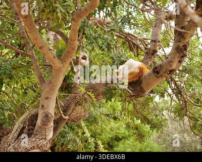 Ginger and white cat sleeping on thick tree branch, fluffy cat napping in green leafy tree, domestic pet resting in nature, cute ginger cat outdoors. Stock Photo