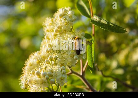 A honey bee is working on the flowers of a blooming rowan. Rowan tree flowers in full bloom. Early spring. Sorbus aucuparia. Close up macro image. Stock Photo