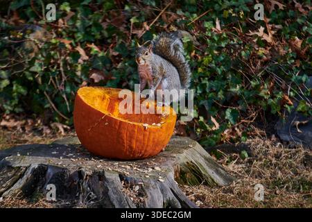 A squirrel sitting on a stump and a pumpkin rim, eating a half cut open pumpkin.Looking at the camera. Stock Photo