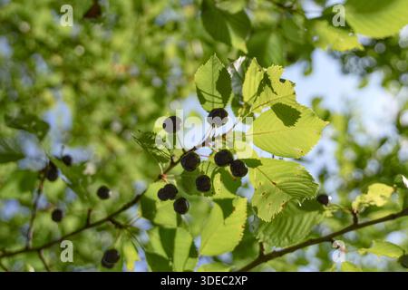 Travel romania transilvania targu mures dark berries maturing on a green leafy branch against a bright summer sky Stock Photo