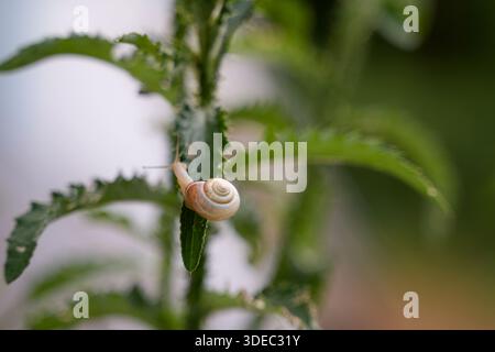 Travel romania transilvania targu mures small snail slowly moving on a textured green leaf in natural garden environment Stock Photo