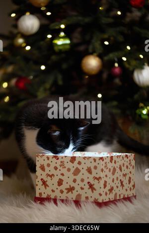 Domestic cat felis catus posing in christmas decoration with gift box Stock Photo