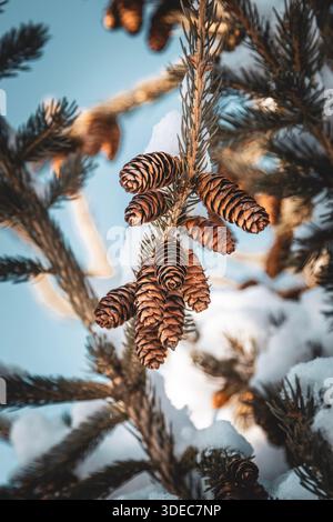 Pinecones Close up on Snowy Winter Evergreen Branch Stock Photo