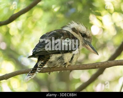 A young laughing kookaburra perching on the branch of a tree with green foliage in the background Stock Photo