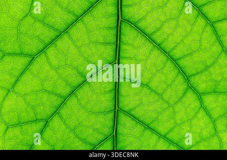 Macro Closeup of a Avocado Leaf Stock Photo