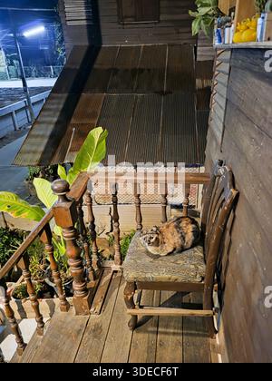 Calico cat on wooden porch, looking intently at the viewer Stock Photo ...