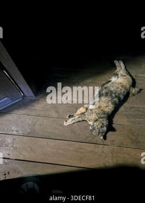 Relaxed calico cat sleeping peacefully on wooden floor at night showing trust and comfort in domestic home environment while stretching belly up under Stock Photo