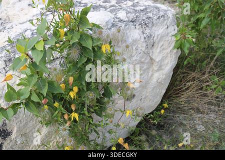 plant with yellow silver, white stranded blossoms, medium green leaves against white, gray limestone rock Stock Photo