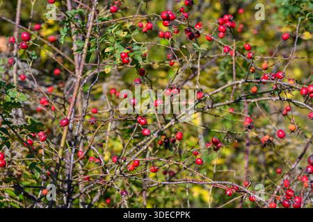 Wild rose hips on hedge, sunlit red clusters among thorny branches, golden blurred background, rustic countryside mood, seasonal abundance ready for f Stock Photo