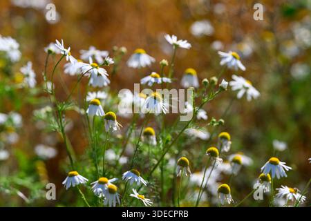 wild camomile blooms in sunlit meadow, close-up focus on white petals and yellow centers, soft bokeh background, warm golden light creating calming bo Stock Photo