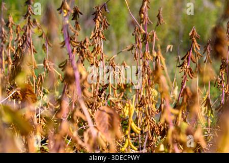 dense soybean canopy in industrial field close-range view showing abundant pods and fine webbing, sunlight hazing through uniform rows, emphasis on sc Stock Photo