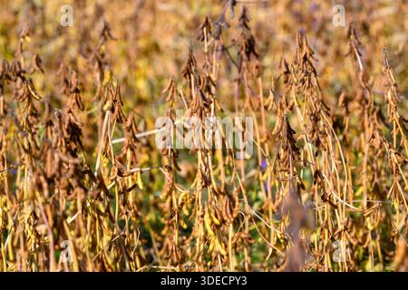 Vast crop landscape, Mature soybean plants in field, Endless sea of ripening soybean pods, Expansive soy crop with dense growth towards horizon Stock Photo