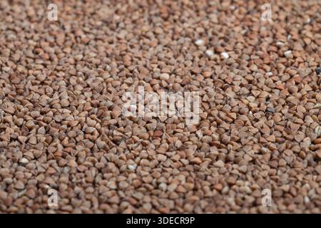 close up buckwheat groats background with repeating grain pattern and warm tones, flat composition emphasizes uniform kernels and subtle color variati Stock Photo