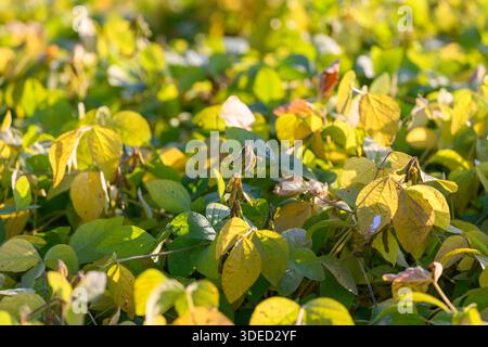 young soybean plants in sunlit field, dense green foliage, early growth stage, dew on leaves, golden light, industrial cultivation scale with neat row Stock Photo