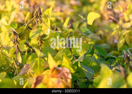 Golden hour soybean field showing ripe pods and sunlit leaves, warm late-afternoon glow and shallow depth of field creating cozy agricultural mood Stock Photo