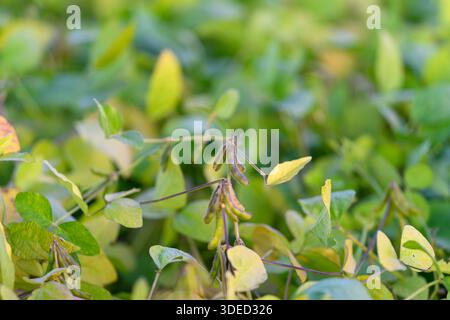 young soybean plants in agronomy trial, dense green foliage with emerging pods and tender stems, industrial nursery context suggesting commercial prod Stock Photo