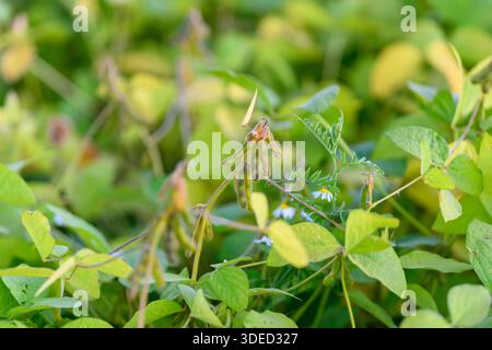 expansive soybean groundcover in field, dense low canopy and uniform spacing suggesting mechanized sowing, commercial scale cultivation with high yiel Stock Photo