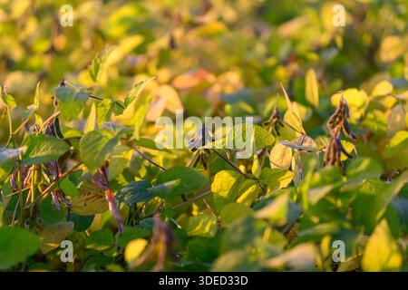 young soybean canopy glowing in sunlight with soft bokeh, close-up of tender leaves and stems catching warm morning light across expansive industrial Stock Photo