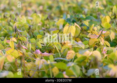 Mottled soybean leaves showing discoloration and speckled damage, close-up diagnostic view for plant health assessment, subtle pink and brown spots, s Stock Photo