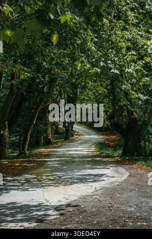 Winding Rural Road Through Lush Green Forest with Sunbeams Stock Photo