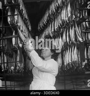 Izmail, Odessa region, Ukrainian SSR, Soviet Union, 1975. Inside the smoking workshop of the large Izmail Fish Cannery near the Danube port. A female worker in a sanitary white coat inspects rows of mackerel hanging on metal racks preparing for the smoking process. This black and white archive photo documents the industrial scale of food production and the daily manual labor of women in the Soviet fishing sector. The image captures the abundance of provisions and stable manufacturing rhythm in the peaceful southern city during the USSR era. Stock Photo