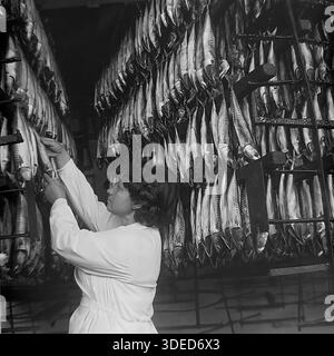 Izmail, Odessa region, Ukrainian SSR, Soviet Union, 1975. Inside the smoking workshop of the large Izmail Fish Cannery near the Danube port. A female worker in a sanitary white coat inspects rows of mackerel hanging on metal racks preparing for the smoking process. This black and white archive photo documents the industrial scale of food production and the daily manual labor of women in the Soviet fishing sector. The image captures the abundance of provisions and stable manufacturing rhythm in the peaceful southern city during the USSR era. Stock Photo