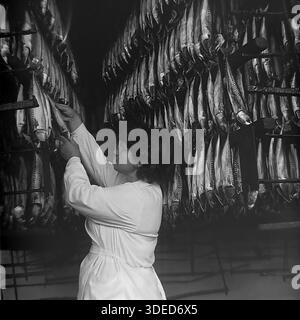 Izmail, Odessa region, Ukrainian SSR, Soviet Union, 1975. Inside the smoking workshop of the large Izmail Fish Cannery near the Danube port. A female worker in a sanitary white coat inspects rows of mackerel hanging on metal racks preparing for the smoking process. This black and white archive photo documents the industrial scale of food production and the daily manual labor of women in the Soviet fishing sector. The image captures the abundance of provisions and stable manufacturing rhythm in the peaceful southern city during the USSR era. Stock Photo