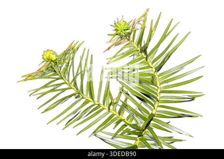 Cunninghamia konishii branch with young cones isolated on white background. Rare conifer species known as Konishi fir. Stock Photo