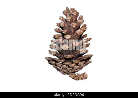 Single Caribbean pine cone (Pinus caribaea) isolated on white background, highlighting natural woody texture and botanical detail. Stock Photo