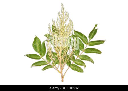 Mango tree branch with green leaves and yellow flower inflorescence isolated on white background. Stock Photo
