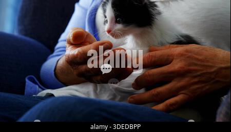 Cradling senior woman holding black-white kitten on blue couch, wrinkled hands, chat-bubble icons Stock Photo