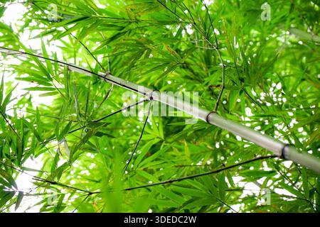 Close-up of Indosasa angustata bamboo culm and vibrant green foliage against a bright sky, serene nature background. Stock Photo