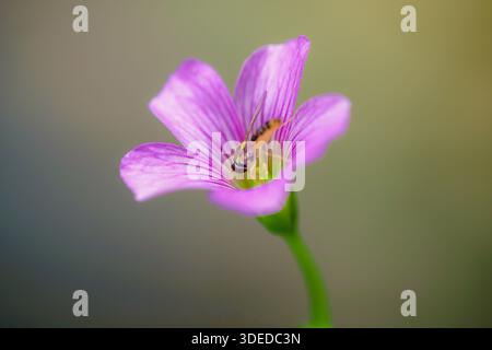 Hoverfly feeding on a pink wood sorrel flower, macro nature photography of insect pollination in a spring garden. Stock Photo