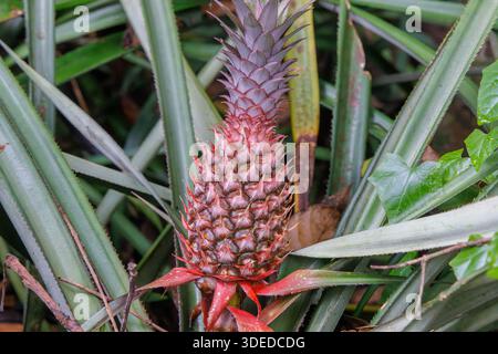 Red Pineapple Plant Growing in a Tropical Garden, Sri Lanka Stock Photo