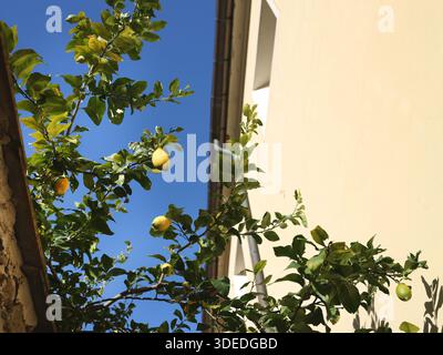 Lemons on tree near house on sunny day. Nature in mountains of Italy, Cinque Terre. Monterosso and background for design.  Stock Photo