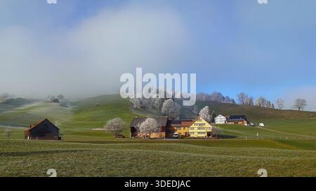 Traditional yellow farmhouse under mystical low clouds and frost-covered trees in the rolling hills of Appenzell Innerrhoden, Switzerland. Stock Photo