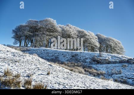 A copse of beech trees covered in snow and frost on a sunny winters day. Stock Photo
