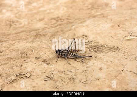 Cricket insect on dry cracked ground in natural environment. Close up view of wild arthropod on soil detail. Educational wildlife or environmental con Stock Photo