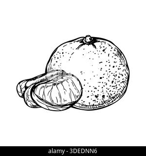 Clementine vector vectors Black and White Stock Photos & Images