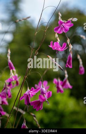 The flowers of an angel's fishing rod (Dierama pulcherrimum Stock Photo ...