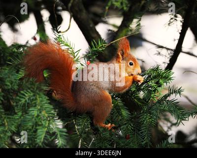 Eurasian Red squirrel with bushy tail sitting on spruce branch eating food in natural forest setting Stock Photo