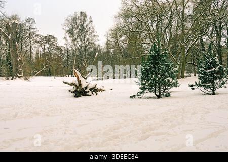 Snow-covered park landscape with small evergreen trees and an old tree stump. Calm winter scene with soft light, clear structures and generous open sp Stock Photo